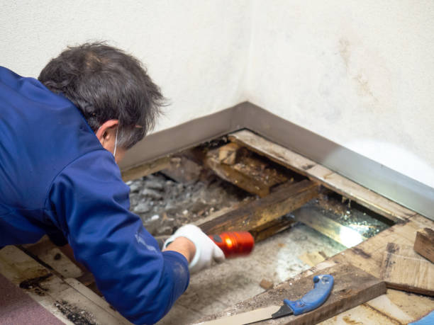 Best Professional Mold Removal  in Cherryvale, KS