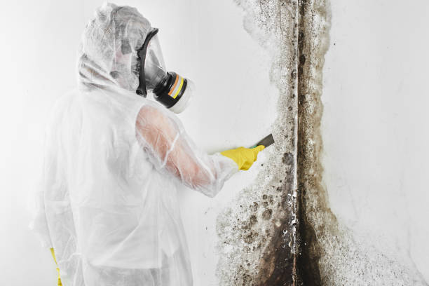 Best Office Mold Removal Services  in Cherryvale, KS