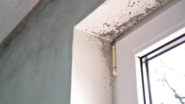 Best Mold Removal Process  in Cherryvale, KS