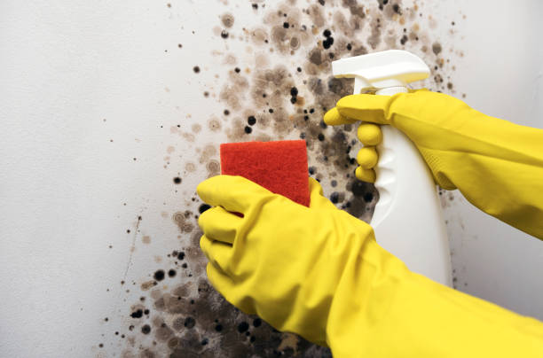 Best Office Mold Removal Services  in Cherryvale, KS