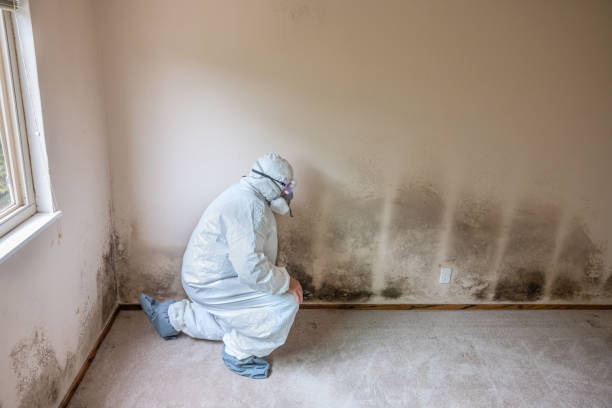 Best Local Mold Removal Service  in Cherryvale, KS