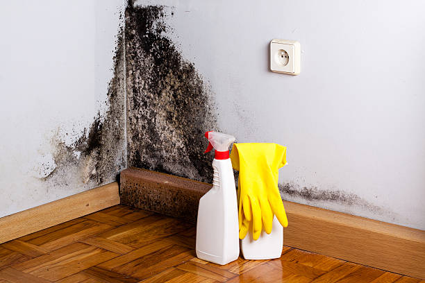 Best Black Mold Removal  in Cherryvale, KS