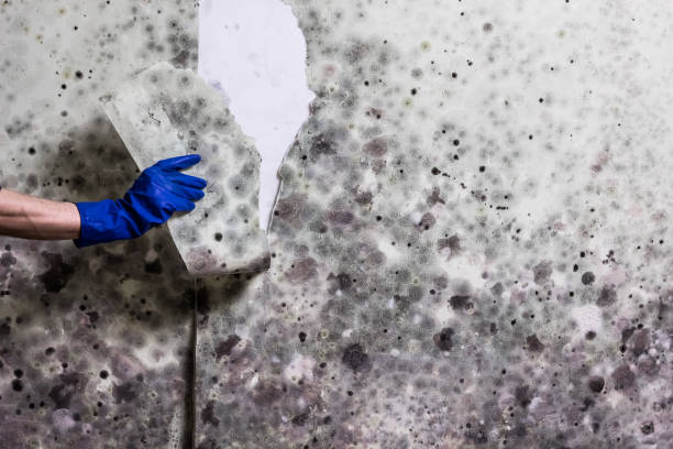 Best Mold Removal Company Near Me  in Cherryvale, KS